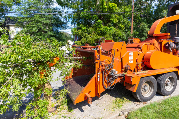 Tree Removal for Businesses in Silver Lake, OH